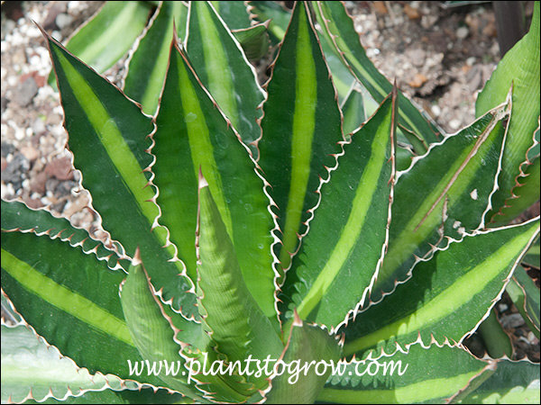 sharp, pointed spines